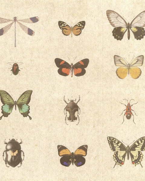 FLAX WALLPAPER | Insects Encyclopedia | FWP-ENC-01